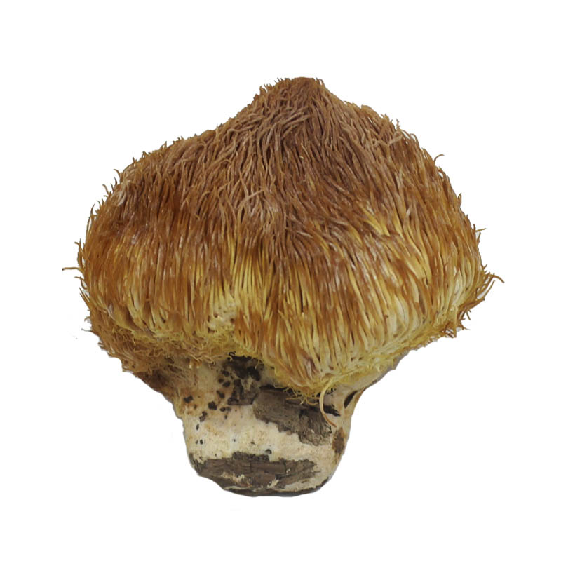 China Northeast Changbai Mountain Special Grade Pure Dried Wild Monkey Head Mushroom 250g (Free Shipping Worldwide) 中国东北长白山特级纯干野生猴头菇250g（全球包邮）