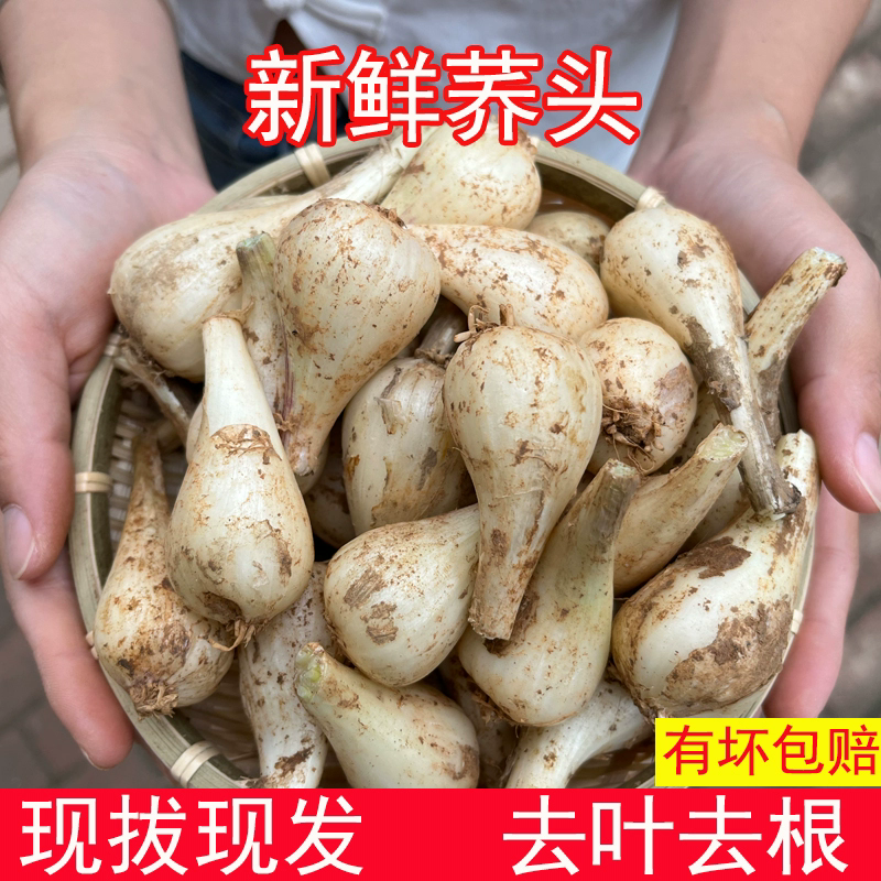 Fresh Chinese Pickling Onions – Farm-Grown Jiao Tou from Jiangxi | Spicy & Crisp Bulbs for Pickling, Stir-fry, Salads | 500g–2.5kg (Free Shipping Worldwide)