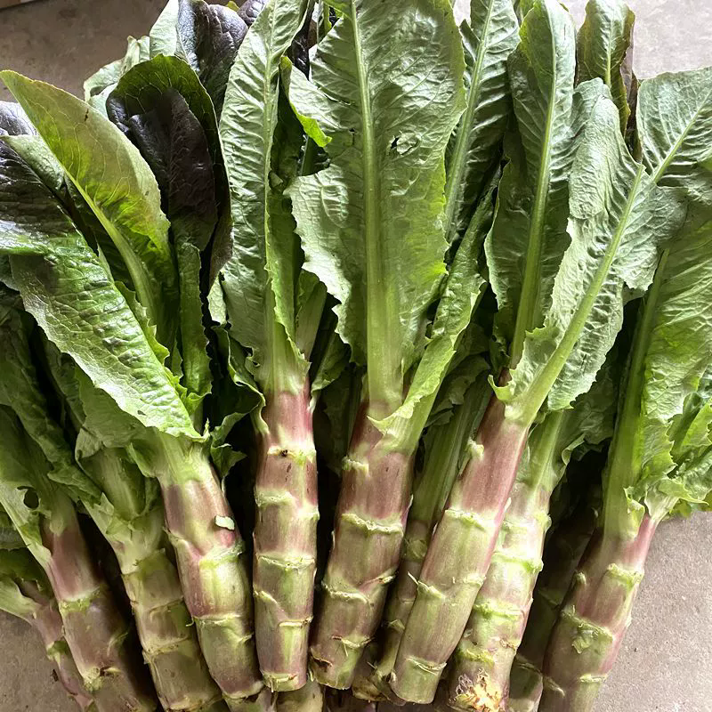 Fresh Chongqing Red-Peel Asparagus lettuce - Farm Direct Seasonal Harvest (Free Shipping Worldwide)