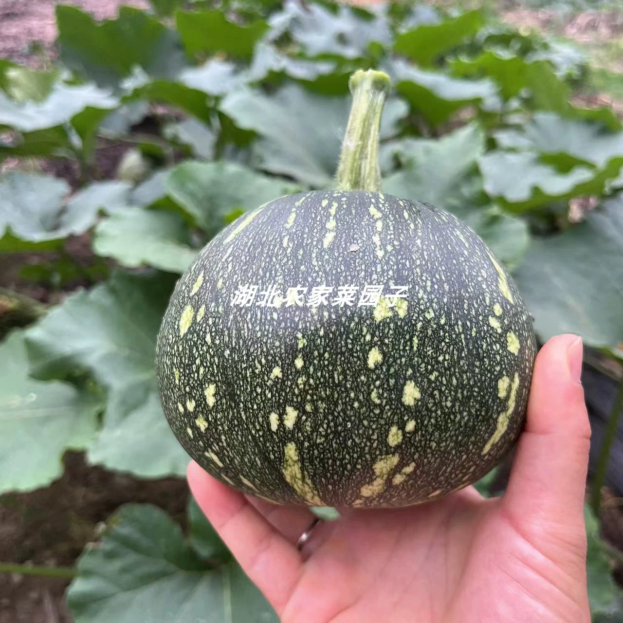 Hubei Farmhouse Heirloom Green Round Pumpkin, Naturally Grown Tender Pumpkin, Seasonal Outdoor Fresh Vegetable 2.5kg / 5.5 lbs / 88.2 oz （Free Shipping Worldwide)