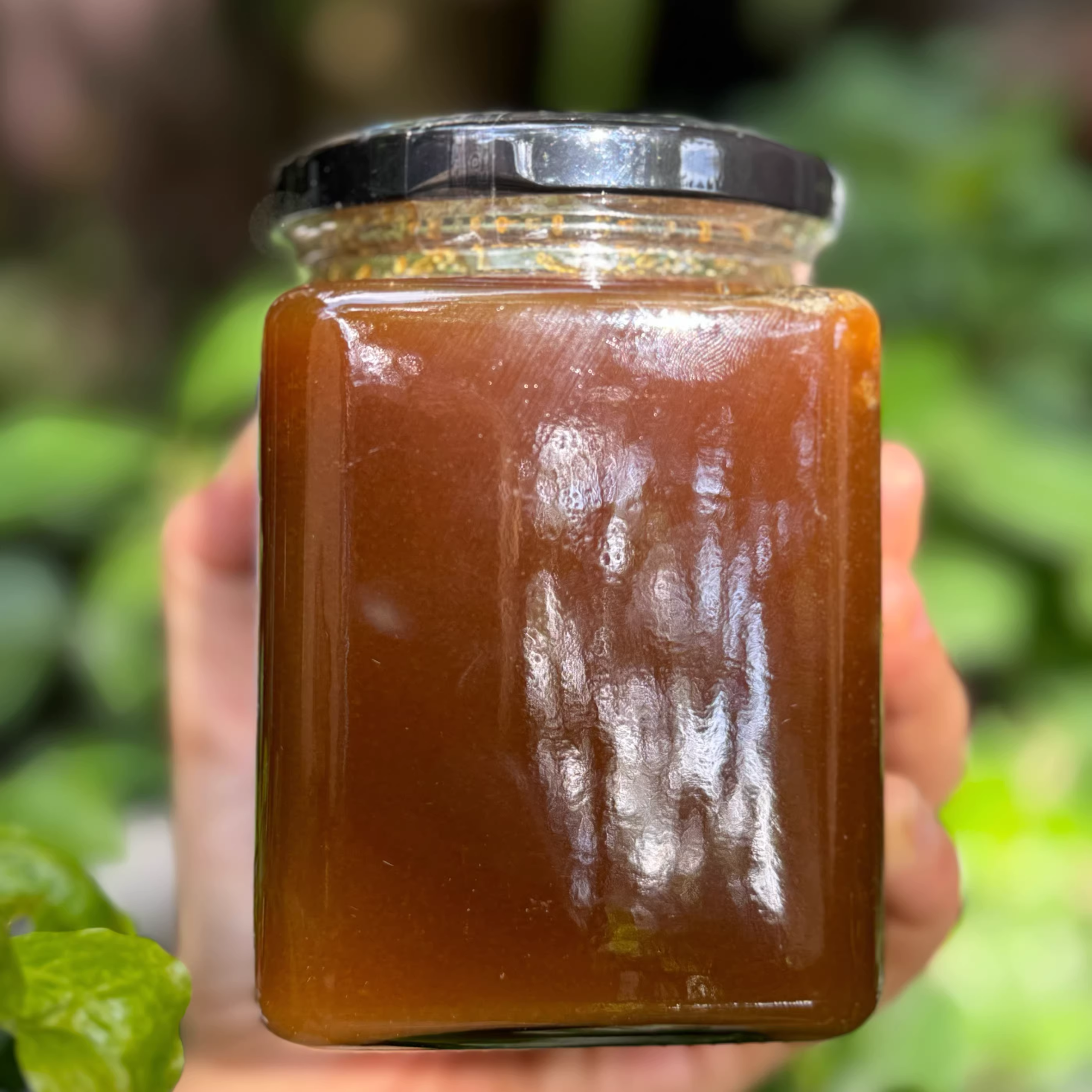 Wild Highland Coptis Flower Bitter Honey – Xishuangbanna Tropical Forest Raw Honey, Medicinal, Pure Multifloral – 500g Bottle