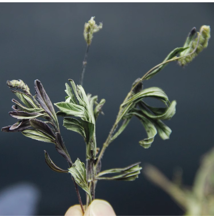 Wild Mountain Tea from Jianshui Yunnan – Fresh Bud Tips | Dong Zisu Small Mountain Tea | 2024 New Harvest | Global Free Shipping