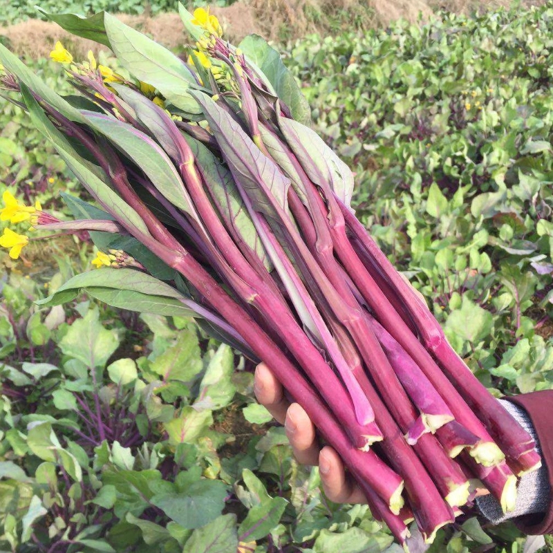 Honghu Purple Flowering Cabbage (Red Choy Sum / Red Cai Tai)– Free Worldwide Shipping