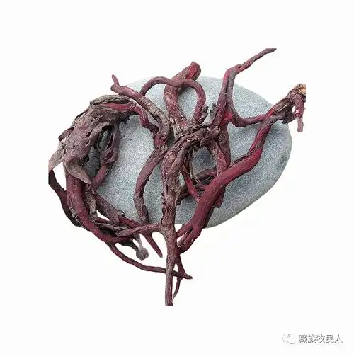 Wild Tibetan Red Ginseng – 500g | Premium Natural Sun-Dried Red Ginseng from Tibet | Traditional Herbal Tonic | Free Worldwide Shipping
