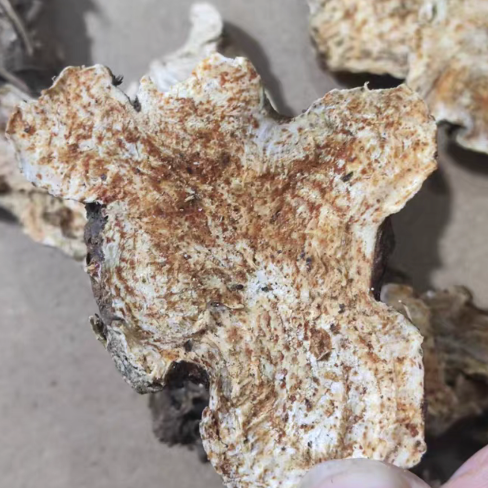 Wild Atractylodes Slices (Bai Zhu) - Premium Quality, No Sulfur, Handpicked, Natural