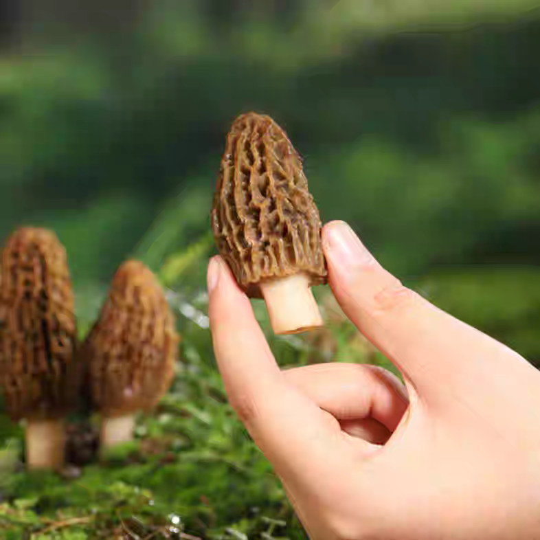 Premium Wild Morel Mushrooms 100g / 250g / 500g – Natural Sun-Dried Morels from Sichuan | Thick Flesh | Free Worldwide Shipping