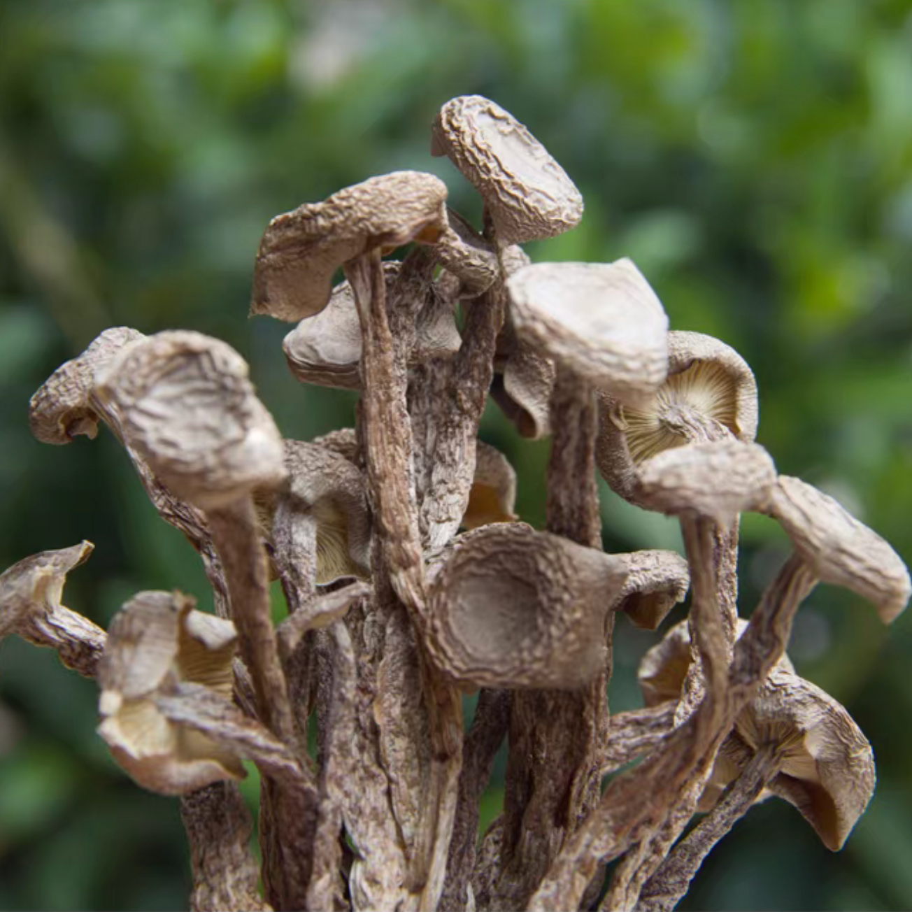 Premium Yunnan Dried Deer Antler Mushrooms – Natural Velvet Pioppini Mushrooms – Free Worldwide Shipping